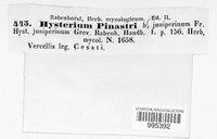 Hysterium pinastri image